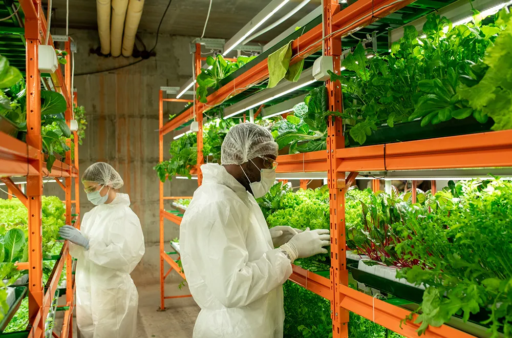 農業就労者の年収